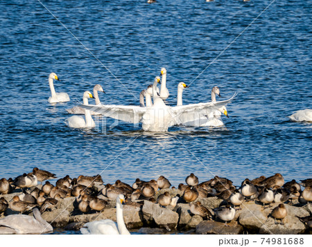 北浦の美しい白鳥たち　群れ　羽ばたき 74981688