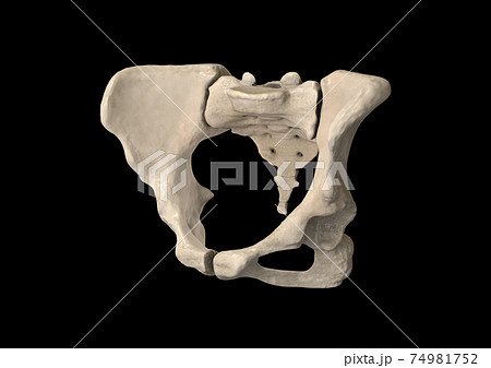 Pelvis, Human skeleton, Female Pelvic Bone anatomy, hip, 3D artwork, Bones Anatomy View, black background 74981752