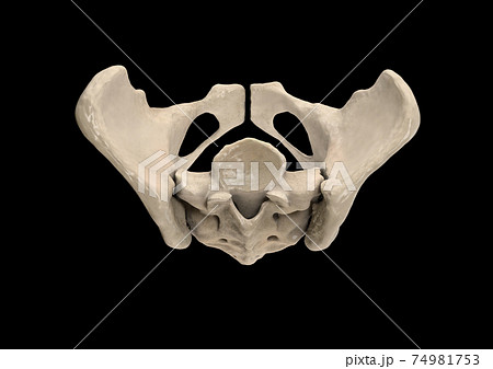 Pelvis, Human skeleton, Female Pelvic Bone anatomy, hip, 3D artwork, Bones Labeled Anatomy top View 74981753