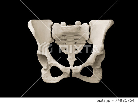 Pelvis, Human skeleton, Female Pelvic Bone anatomy, hip 74981754