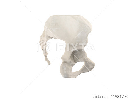 Pelvis, Human skeleton, Female Pelvic Bone anatomy, hip, 3D artwork, Bones Anatomy right View, white background 74981770