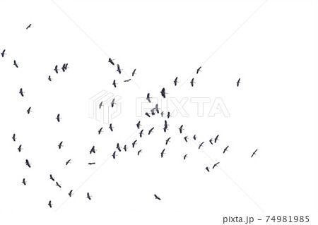 Flocks of flying birds isolated on white background. Save with clipping path. Flocks of flying birds isolated on white background. Save with clipping path. 74981985