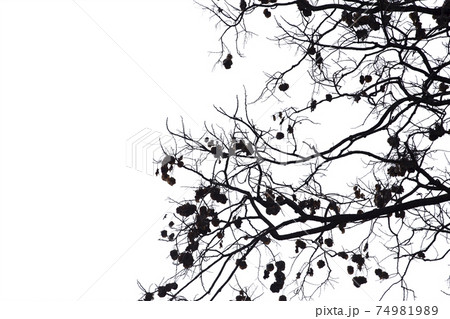 Dead branches isolate on white background. Clipping path. Dead branches isolate on white background. Clipping path. 74981989