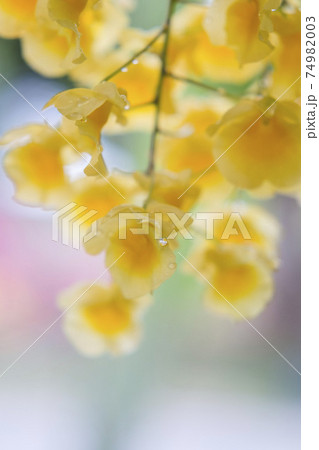 Yellow orchid , Tropical orchid  74982003