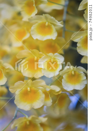 Yellow orchid , Tropical orchid Yellow orchid , Tropical orchid 74982011