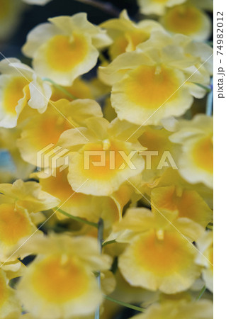 Yellow orchid , Tropical orchid  74982012