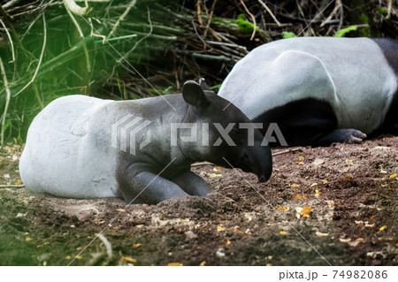 Sleeping Malayan tapir 74982086