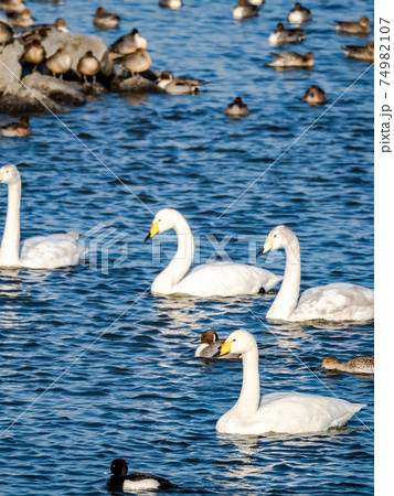 北浦の美しい白鳥たち　家族と鴨の群れ 74982107