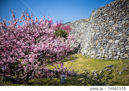 今帰仁城址の寒緋桜 74982358