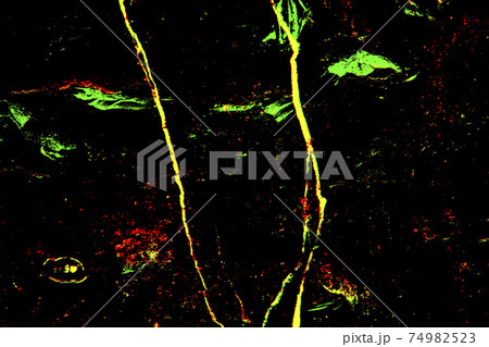 Gold marble texture or background. abstract gold . Gold marble texture or background. abstract gold . 74982523