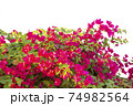 Bougainvilleas isolated on white background. Save with clipping path. 74982564