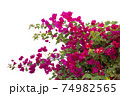 Bougainvilleas isolated on white background. Save with clipping path. 74982565
