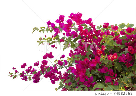 Bougainvilleas isolated on white background. Save with clipping path. 74982565