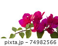 Bougainvilleas isolated on white background. Save with clipping path. 74982566