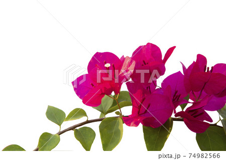 Bougainvilleas isolated on white background. Save with clipping path. 74982566