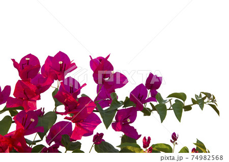 Bougainvilleas isolated on white background. Save with clipping path. 74982568