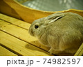 うさぎ 74982597