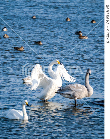 北浦の美しい白鳥たち 群れ 羽ばたきの写真素材