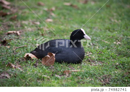 Portrait of black moorhen sitting in the grass in border water Portrait of black moorhen sitting in the grass in border water 74982741