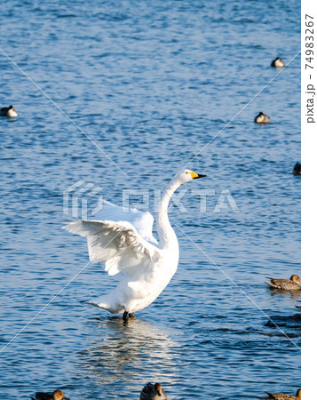 北浦の美しい白鳥たち　羽ばたき 74983267