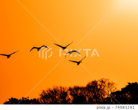 北浦の美しい白鳥たち 夕やけの飛行姿の写真素材 北浦の美しい白鳥たち 夕やけの飛行姿の写真素材