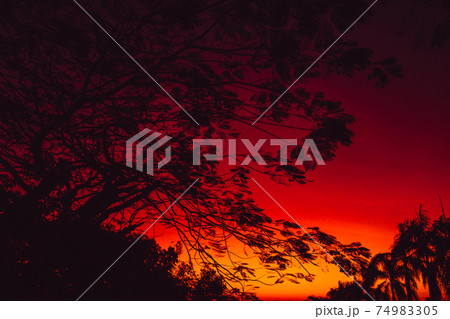 Warm bright sunset or sunrise with silhouette of trees in tropics Warm bright sunset or sunrise with silhouette of trees in tropics 74983305