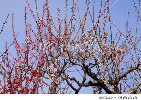 青空に伸びる梅の枝 74983528