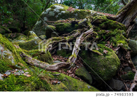 冬の清流菊池渓谷に流れ落ちる滝の風景 冬の清流菊池渓谷に流れ落ちる滝の風景 74983593