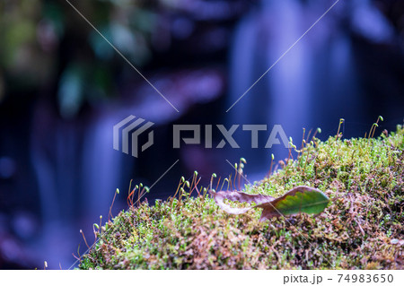 冬の清流菊池渓谷に流れ落ちる滝の風景 74983650