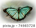 watercolor Butterfly with bright turquoise and black colors 74983728