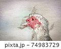 watercolor muscovy duck portrait. Aranjuez, Madrid. Spain, 74983729