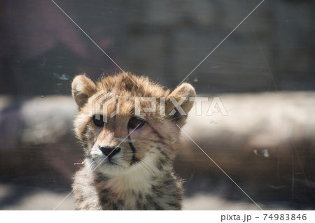 チーターの子供 74983846