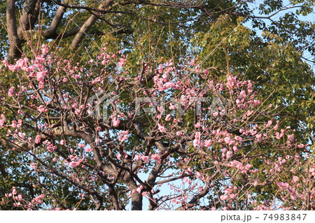 早春に咲く梅の花 早春に咲く梅の花 74983847