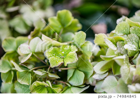 Green Hydrangea Flowers in the Garden Green Hydrangea Flowers in the Garden 74984845
