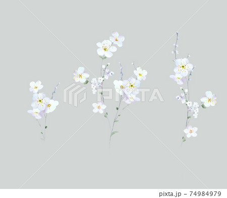 透明水彩 水彩画 花 74984979