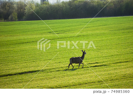 Hind running through a green field on a sunny day 74985360