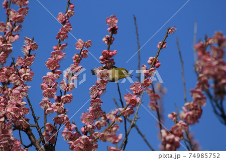 世界の梅公園　8 74985752