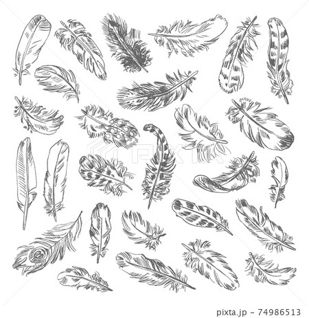 Freehand drawing quill 74986513