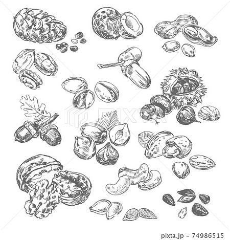 Freehand drawing nuts 74986515