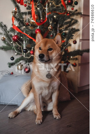 snow red shiba inu winter set 74986610