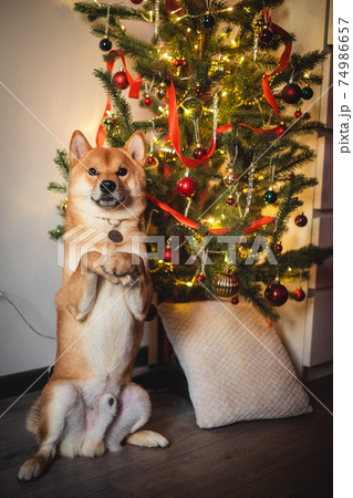snow red shiba inu winter set 74986657
