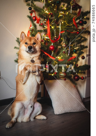 snow red shiba inu winter set snow red shiba inu winter set 74986665