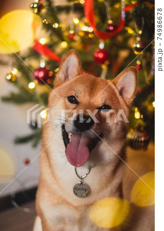 snow red shiba inu winter set snow red shiba inu winter set 74986678