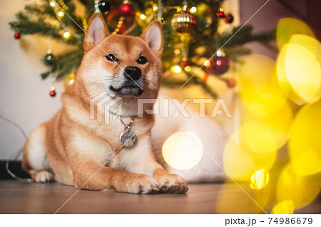 snow red shiba inu winter set snow red shiba inu winter set 74986679