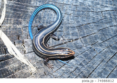 ヒガシニホントカゲの幼体 ヒガシニホントカゲの幼体 74986812