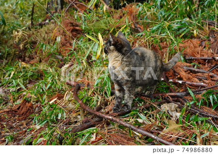 寒くて天気が悪い日でも親離れした野良猫子猫兄弟は仲良く暮らす 寒くて天気が悪い日でも親離れした野良猫子猫兄弟は仲良く暮らす 74986880