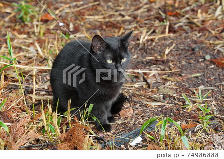 寒くて天気が悪い日でも親離れした野良猫子猫兄弟は仲良く暮らす 74986888