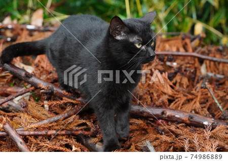 寒くて天気が悪い日でも親離れした野良猫子猫兄弟は仲良く暮らす 74986889