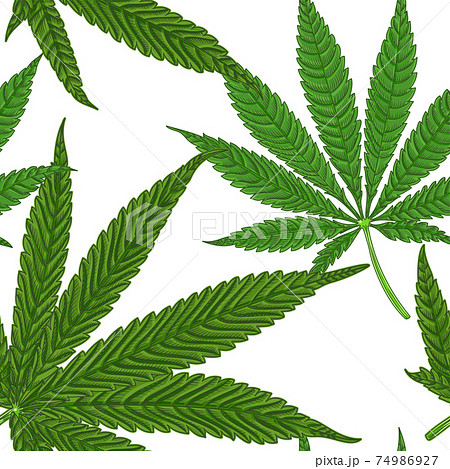 Medical Cannabis Leaves with seamless pattern Medical Cannabis Leaves with seamless pattern 74986927