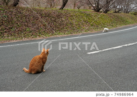 まだ親しくはないけど一緒にご飯を食べる仲にはなれた野良猫の子猫達の写真素材